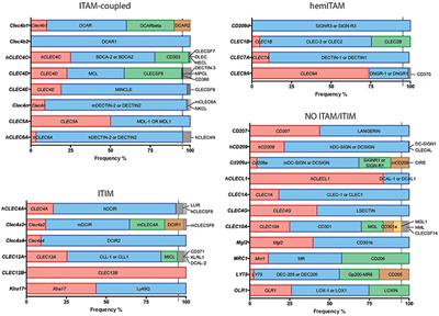 A Proposal for Nomenclature in Myeloid C-Type Lectin Receptors